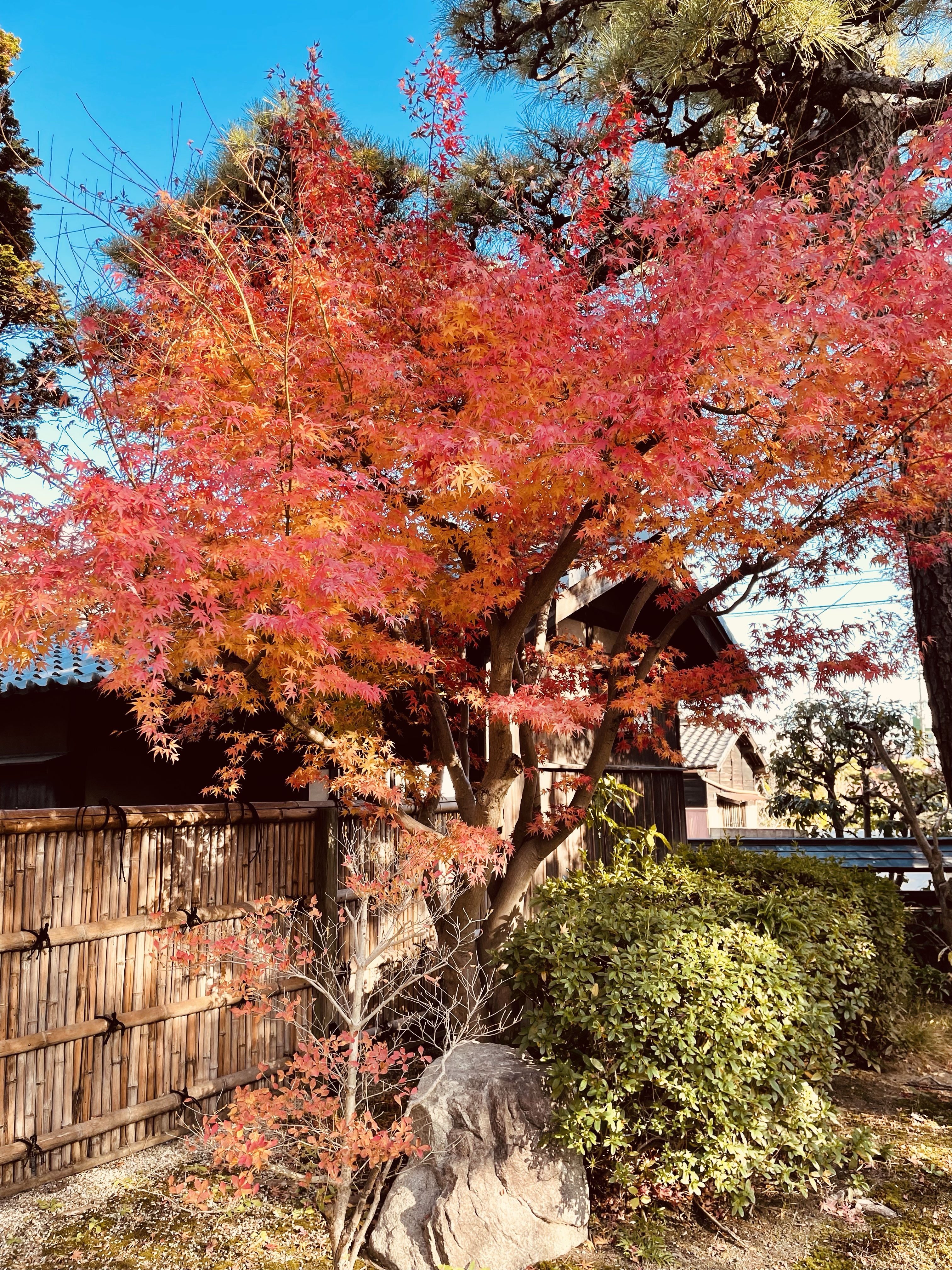 紅葉